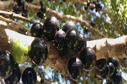Estudo revela que a semente de uma fruta popular pode ajudar a prevenir obesidade; VEJA QUAL
